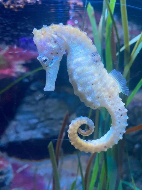 Sea Horse Pictures, Sea Horse Photography, Pretty Sea Creatures, Sea Monkies, Aesthetic Seahorse, Seahorse Aesthetic, Seahorse Photo, Seahorse Photography, Real Seahorse