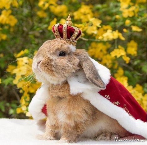 King Bunsley of Nomsland surveying his vegetable domain. #rabbit #rabbits #rabbitlove #rabbitlife #bunny #bunnylove #bunnylife #bunnies Pet Bunny Rabbits, Cute Bunny Pictures, Bunny Pictures, Pet Bunny, Baby Animals Funny, Pet Rabbit, Funny Bunnies, Cute Animal Photos