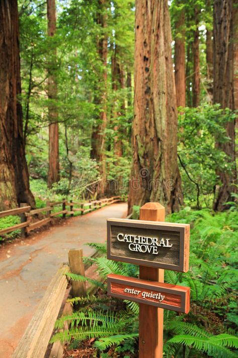 Cathedal Grove, Muir Woods National Monument. Cathedral Grove in Muir Woods Nati #Sponsored , #Sponsored, #paid, #Grove, #Woods, #Cathedral, #Muir John Muir Woods, Cathedral Grove Vancouver Island, Cathedral Grove, Muir Woods National Monument, Coastal Redwood, Muir Woods, Photoshoot Locations, John Brown, Woods Photography