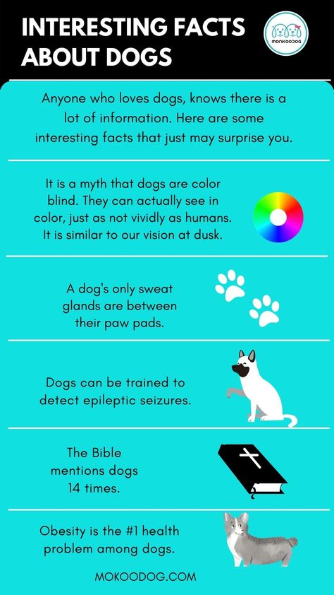 Anyone who loves dogs, knows there is a lot of information you need to know. There are a lot of myths about dogs. Here are some interesting facts that just may surprise you. #mydogmonkoodog #factsaboutdogs #interestingfactsaboutdogs #dogmyths Dog Facts Interesting, Facts About Dogs, Some Interesting Facts, Famous Dogs, About Dogs, Dog Facts, Dog Info, Homeschool Ideas, History Facts