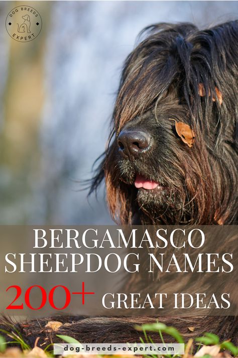 Bergamasco Sheepdog Names: 200+ Creative Ideas for Your Furry Friend Bergamasco Sheepdog, Belgian Laekenois, Dog Name Ideas, Names Male, American Akita, Names Boy, Dog Personality, Names Girl, Names Unique