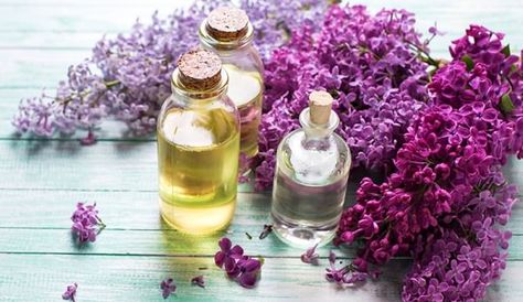 4 Ways to Capture the Essence of Lilacs - Hobby Farms Lilac Essential Oil, Body Oil Recipe, Best Body Oil, Aroma Oil, Infused Oils, Lilac Flowers, Hobby Farms, Homemade Beauty Products, Natural Fragrances