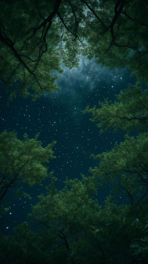 Sky Stars Night, Winter Scenery Christmas, Nature 4k, Night Nature, Nature Photography Trees, Phone Lock, Forest Background, Sky Stars, Trees Forest