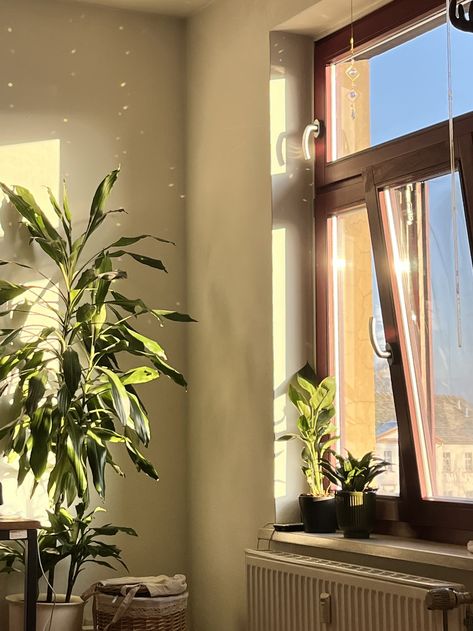 #sunlight #room #aesthetic #interiordesign #plants Aesthetic Icon Wallpaper, Sunlight Room, Dorm Themes, Icon Wallpaper, Outdoor Office, Plant Aesthetic, Natural Sunlight, Aesthetic Icon, Aesthetic Images