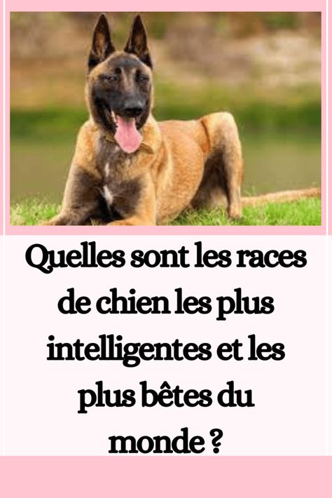 Quelles sont les races de chien les plus intelligentes et les plus bêtes du monde ? Berger Malinois, Chow Chow, Labrador Retriever, Dresser, Education, Labrador