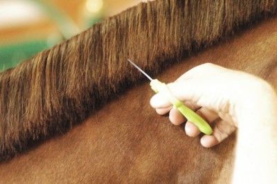 Horse Mane Braids, Horse Braiding, Equine Care, Horse Information, Horse Care Tips, Horse Show Clothes, Horse Mane, Horse Tips, Horse Grooming