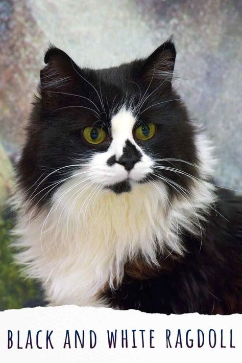 Black and White Ragdoll - The Truth About This Uncommon Color Black And White Ragdoll Cat, White Ragdoll Cat, White Cat Breeds, Black And White Kittens, Ragdoll Cats, Amazing Artists, Cat Hacks, Ragdoll Kitten, White Kittens