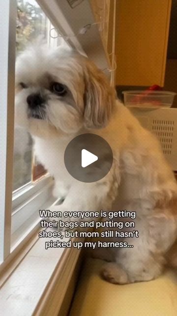 Shih Tzu on Instagram: "Credit :@mr.foonfoon
#shihtzu #shihtzulove
#shihtzugram #shihtzupuppy
#shihtzunation #shihtzumania
#shihtzulovers #shihtzusofinstagram
#shihtzus #shihtzulover
#shihtzusgram #shihtzusofig
#shihtzucorner #shihtzuworld
#shihtzusociety #shihtzuclub
#shihtzupuppies #shihtzusgram_feature
#shihtzusofinstagramuse #shihtzuclubs
#shihtzuofinstagram" Teacup Shih Tzu, Shitzu Puppies, Shih Tzu Puppy, Shih Tzus, Shih Tzu, On Shoes, Puppies, Dogs, On Instagram