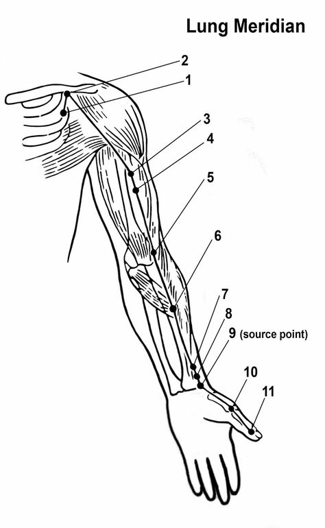 Lung Meridian, Circadian Clock, Tcm Traditional Chinese Medicine, Wood Element, Person Illustration, Holistic Therapy, New Year Is Coming, Energy Therapy, Energy Healing Reiki