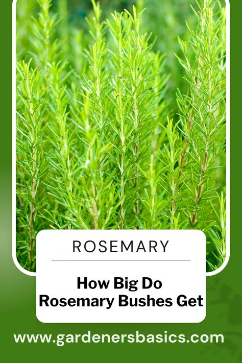 How Big do Rosemary Bushes Get Rosemary Varieties, Rosemary Bush, Herb Seeds, Grow Your Own, Herb Garden, Hedges, Rosemary, Spice Things Up, Seeds