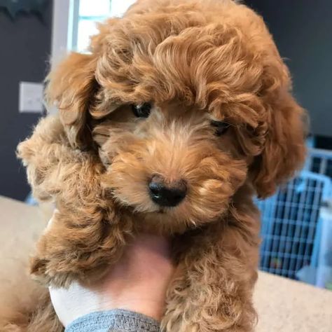 Goldendoodle Teacup, Teacup Goldendoodle, Toy Goldendoodle, Red Goldendoodle, F1b Goldendoodle, Teacup Puppy, Golden Doodle Dog, Doodle Dogs, Background Grey