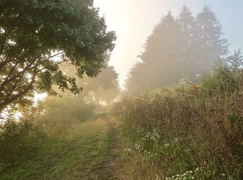 September 28, Playlist Covers, Nature Aesthetic, Pretty Places, Green Aesthetic, In The Woods, Cottage Core, Beautiful World, Happy Places