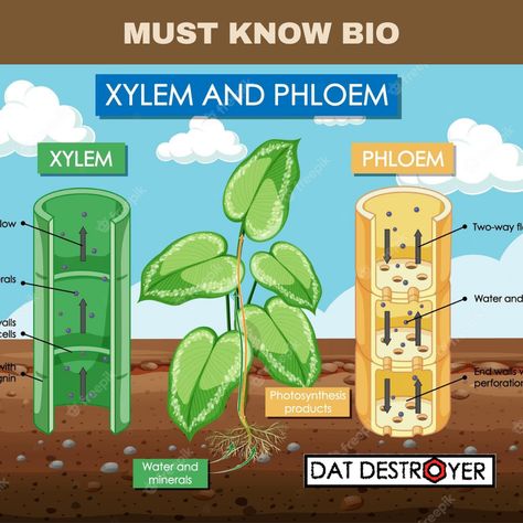 Xylem transports and stores water and water-soluble nutrients in vascular plants. Phloem is responsible for transporting sugars, proteins, and other organic molecules in plants. Vascular plants are able to grow higher than other plants due to the rigidity of xylem cells, which support the plant. Xylem And Phloem, Organic Molecules, Planting Sunflowers, Plant Tissue, Journal Books, Vascular Plant, Photosynthesis, The Plant, Botany