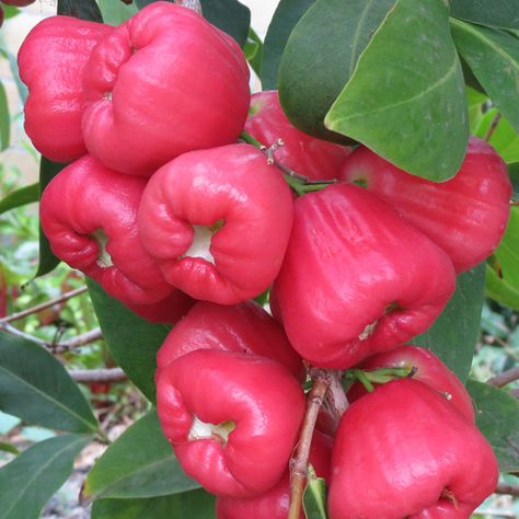 Jambu aka Wax Apple is a sweet, crunchy fruit that has a light rose fragrance. It is a very hydrating, and filling. They are great to eat alone, or in salads. Just so refreshing on a hot summer day! T Crunchy Fruit, Hawaii Hiking, Pizza Fruit, Apple Plant, Rose Apple, Andaman Islands, Apple Roses, Fruit Seeds, Beautiful Fruits