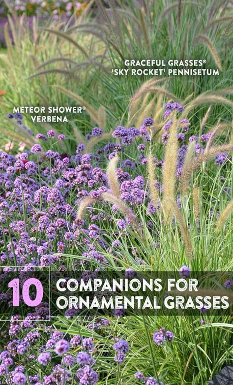 How to really set off the ornamental grasses in your landscape Ornamental Grass Pathway, Natural Grasses Landscaping, White Muhly Grass Landscaping, Ornamental Grass Companion Plants, Sedge Grass Landscaping, Perennial Grasses For Shade, Landscape Grasses Ornamental Perennials, Ornamental Grass For Shade, Landscaping Grasses Ornamental