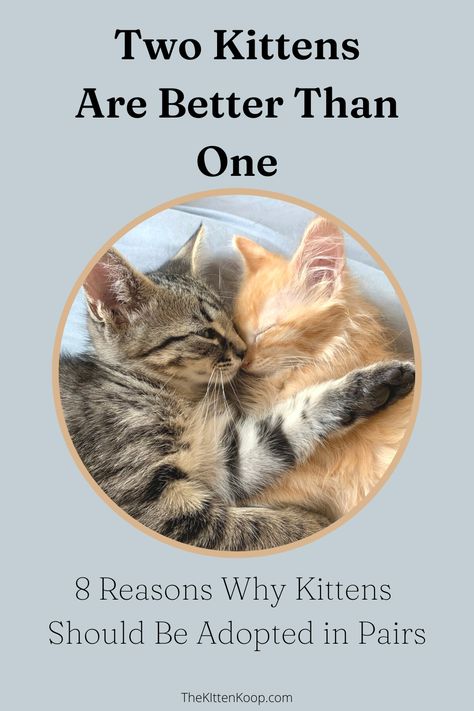 Some kittens are lucky enough to enter a forever home that has another cat waiting to befriend them, but others go without companionship. The idea of adopting two kittens overwhelms some adopters, but in many cases, the benefits outweigh the challenges. Introducing Kitten To Dog, Introducing A Kitten To A Cat, How To Introduce A New Kitten To A Cat, How To Take Care Of Kittens, How To Care For Newborn Kittens, Tips For New Kitten Owners, Cat Waiting, Cat Adoption Announcement, Cat Breeds Hypoallergenic