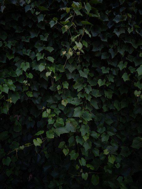 Ivy Leaves Aesthetic, Ivy Aesthetic Wallpaper, Green Vines Aesthetic, Ivy Background, Vic Core, Forest Academia, Ivy Aesthetic, Vines Texture, Peaceful Green