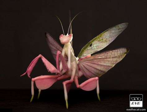 Mantis with wings! | Its our first mantis with wings! And si… | Flickr Bug Wing Tattoo, Mantis Oc, Bug Wings, Pink Mantis, Praying Mantis Character Design, Female Praying Mantis, Lotus Mantis, Praying Mantis Wallpaper, Prey Mantis