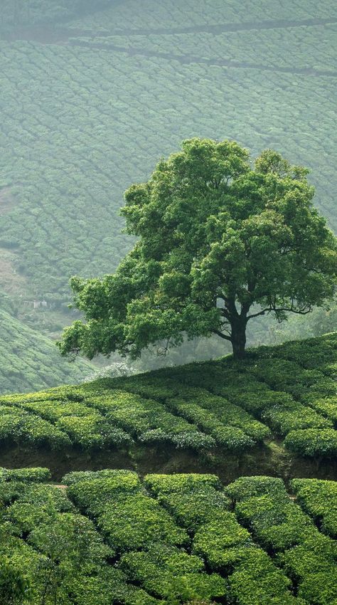 Wall Pepar, Munnar Kerala, Magical Colors, Nature Photography Quotes, Kerala Travel, India Travel Places, Travel India, Kerala Tourism, Munnar