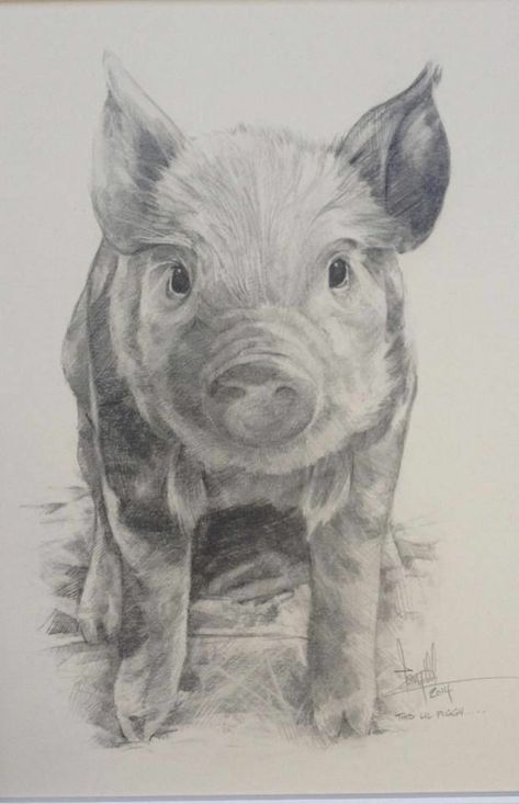 Piglet Drawing, Pig Sketch, Drawings Of Animals, Easy Pencil Drawings, Pig Painting, Pig Drawing, Pencil Drawings Of Animals, Realistic Pencil Drawings, Pig Art