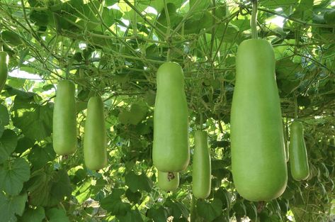 Gardening Tattoo, Gardener Aesthetic, Gardening Aesthetic, Garden Tattoo, Generation Photo, Bottle Gourd, Aesthetic Garden, Scientific Name, Home Garden Plants