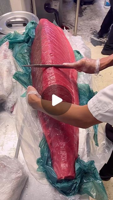 Christine Ng on Instagram: "Freshly Cut Bluefin Tuna At Miyabi Uni 💖😍🐟 I Enjoyed It Nigiri Style Very Much‼️
.
.
.
#bluefin #fish #tuna #bluefintuna #sashimi #sushi #nigiri #japanesefood #japanese #sushibar #torrance #la #losangeles #laeats #losangelesfoodies #losangelesfood" Sushi Nigiri, Sashimi Sushi, La Eats, Bluefin Tuna, Los Angeles Food, Sushi Bar, Japanese Food, Fish, On Instagram