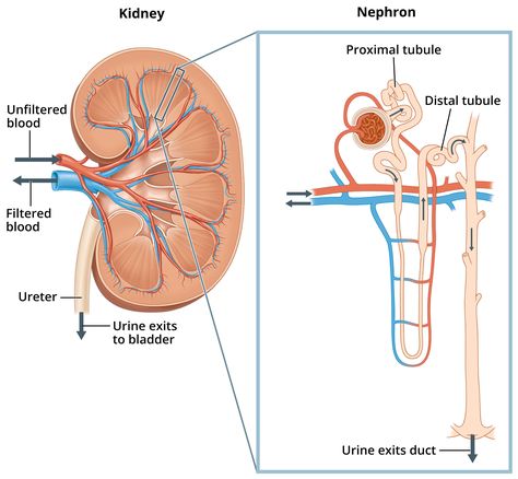 Kidney Biopsy, Nephrotic Syndrome, Creatinine Levels, Healthy Kidneys, Kidney Damage, Western Medicine, Bacterial Infection, Get Your Life, Anatomy