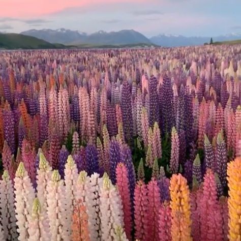 Lupine Flowers, Student Travel, Nothing But Flowers, Pretty Landscapes, Color Mix, Fort Myers, Flower Field, Nature Aesthetic, Pretty Places