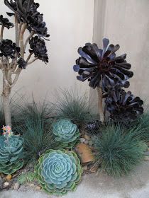 Aeonium Zwartkop, Festuca Glauca, Foundation Design, Outdoor Landscape Design, Succulent Landscape Design, Succulent Landscaping, Dry Garden, Succulent Gardens, Modern Landscape Design