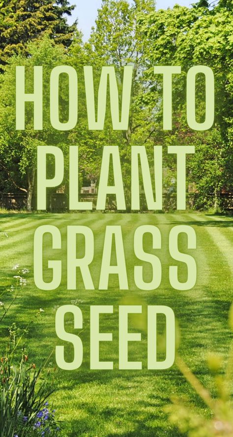 grass-seed-grow Planting Grass Seed Summer, Best Time To Plant Grass Seed, Planting Grass Seed Fall, How To Plant Grass Seed Lawn, Planting Grass Seed In Spring, Winter Grass Seed, Isolated Homes, Grow Grass Fast, How To Plant Grass