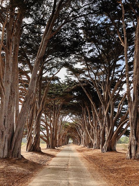 Cypress Tree Tunnel, Point Reyes Lighthouse, Tomales Bay, Mount Tamalpais, Tree Tunnel, Bodega Bay, Cypress Trees, Bay View, Unique Venues