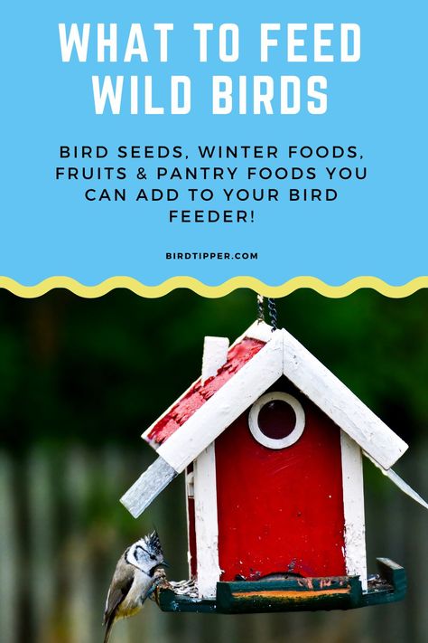 What to Feed Wild Birds Feeding Wild Birds, Draw Birds, Feeding Birds, Black Oil Sunflower Seeds, Homemade Bird Feeders, House Sparrow, How To Cook Beans, Apple Seeds, Dry Cat Food