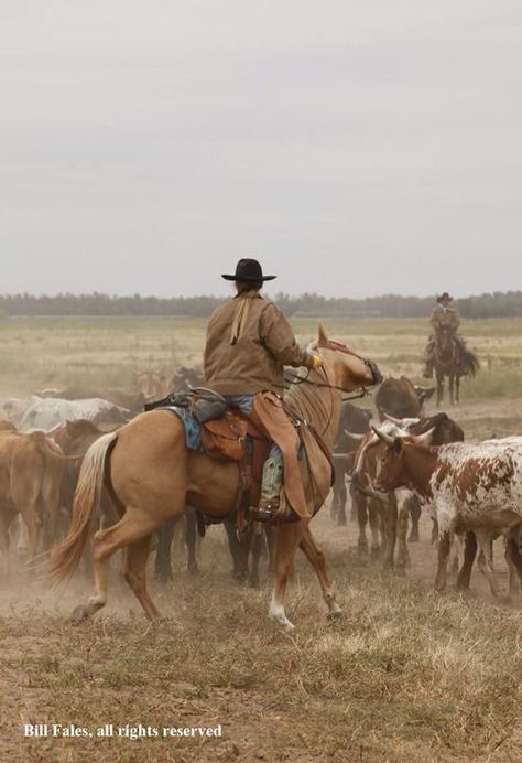 Western Images, The Cowboy Way, Chestnut Springs, Cowboy Life, Cowboy Pictures, Cattle Drive, Real Cowboys, Into The West, Wilde Westen