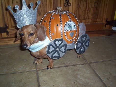 19 Costumes That Prove Dachshunds Always Win At Halloween 11 Halloweenie Dachshund, Dachshund Costume, Costume Contest Winner, Best Dog Costumes, Pumpkin Coach, Cinderella Coach, Happy Halloweenie, Pumpkin Queen, Diy Dog Costumes