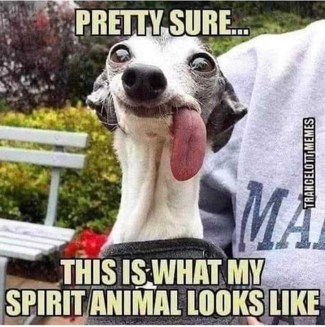 What's My Spirit Animal, Spirit Animal Funny, Meme Page, Crush Memes, My Spirit Animal, Funny Cartoon Quotes, Fresh Memes, My Spirit, Cartoon Quotes