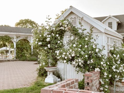 How we train our Climbing Roses - Cozy Cottage Garden 13 Landscape Roses, Landscaping With Roses, Cottage Farm, Rose Care, The Greenhouse, White Cottage, Rose Bush, Climbing Roses, New Growth