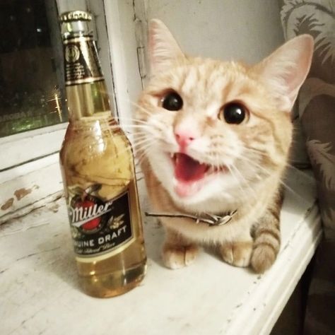 Just cute red cat with beer🍺 Cat With Alcohol, Beer Core, Eli Core, Purple Drinks, Pfp Pics, Cats Photos, Ninja Cats, Smiling Cat, Cat Drinking