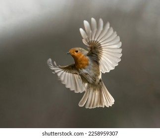 Robin in flight in beautiful light with backlight coming through wings Robin In Flight, Robin Flying, Fancy Dress For Kids, Birds Flying, In Flight, Robins, Beautiful Lights, Birds In Flight, Beautiful Birds