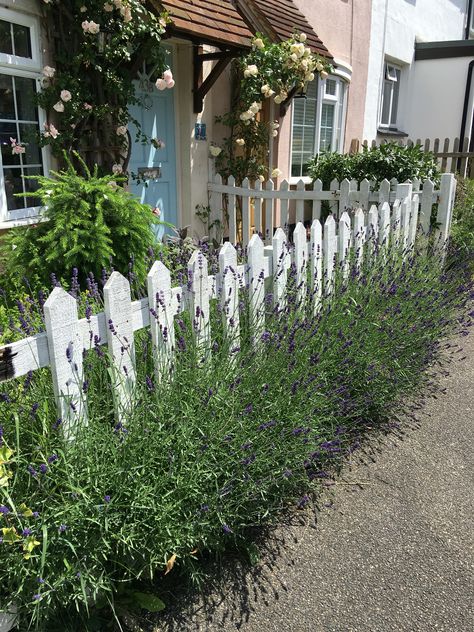 Lavender and white picket fence Picket Fence Front Garden, Cottage Garden Picket Fence, Front Garden Picket Fence, Lavender Along Fence, White Picket Fence Front Yard Cottage, White Picket Fence Backyard, Cottage Picket Fence, Picket Fence Garden Ideas, Picket Fence Aesthetic