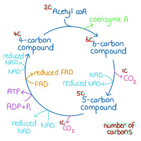 Krebs Cycle Notes, Mlt Notes, Aerobic Respiration, Microbiology Notes, Bio Project, What Is Intelligence, Medical Inspiration, Biochemistry Notes, Acetyl Coa