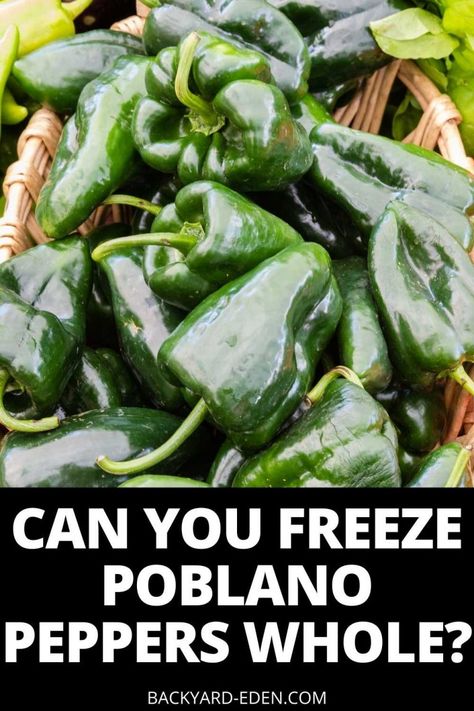 Freezing Roasted Poblano Peppers, Uses For Poblano Peppers, Poblano Pepper Preserving, Fresh Poblano Pepper Recipes, Pablano Pepper Freezing, Can You Freeze Peppers, What To Do With Pablano Pepper, How To Freeze Poblano Peppers, What To Do With Poblano Peppers