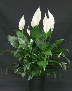 Indoor Shade Plants, Peace Lily Care, Peace Plant, Gerbera Jamesonii, Lily Plant Care, White Flowering Plants, Lily Care, Peace Lily Plant, Hosta Gardens