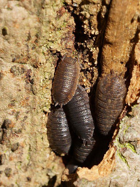 Why woodlice are important for a closed terrarium - Terrarium Blog Closed Terrarium, Woodlice, Natural Fertilizer, Bottle Garden, Types Of Animals, Creepy Crawlies, Crustaceans, Fresh Fruits And Vegetables, Small Animals