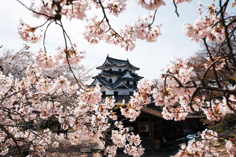 Hikone Castle Hikone Castle, Japanese Travel, Daily Life, The Secret, Travel Tips, Castle, Japan, History, Travel