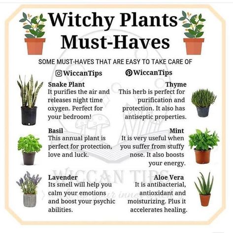 Must haves Witch Plants, Instagram Do, Witchy Garden, Witch Herbs, Magia Das Ervas, Green Witchcraft, Witch Garden, Love Plants, Magic Herbs