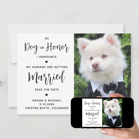 My Humans Are Getting Married - Dog Wedding Save The Date  Zazzle My Humans Are Getting Married, Funny Save The Dates, Unique Save The Dates, Wedding Announcement, Save The Date Photos, Wedding Pets, Modern Dog, Dog Wedding, Pet Photo