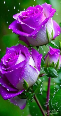 Rose Flower Photos, Rose Belle, Very Beautiful Flowers, Rose Flower Pictures, Beautiful Flowers Images, Rose Flower Wallpaper, Good Morning Beautiful Flowers, Beautiful Flowers Photos, Lovely Flowers Wallpaper