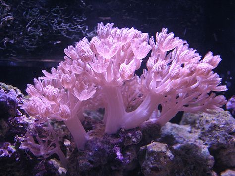 Ocean Plants, Marine Tank, Fauna Marina, Aquarium Terrarium, Sea Plants, Sea Anemone, Saltwater Tank, Soft Coral, Beautiful Sea Creatures