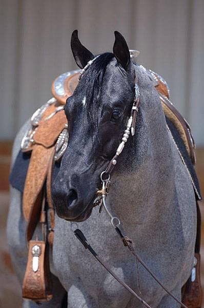 'This is" My Final Notice"..a Quarter Horse with the Blue Roan colouring, he lives at Riverside Ranch..such a beauty' Paint Horse, Blue Roan, Quarter Horses, American Quarter Horse, Western Pleasure, All The Pretty Horses, Horse Crazy, Clydesdale, Western Horse