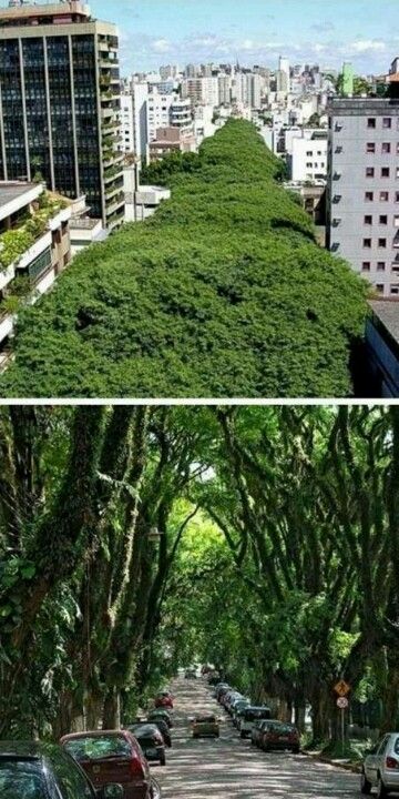 Porto Alegre, Brazil – Rio de Janeiro, Brasil Urban Forest, Green Architecture, Green City, Urban Spaces, City Design, Urban Planning, Green Space, Beautiful Tree, Rio Grande